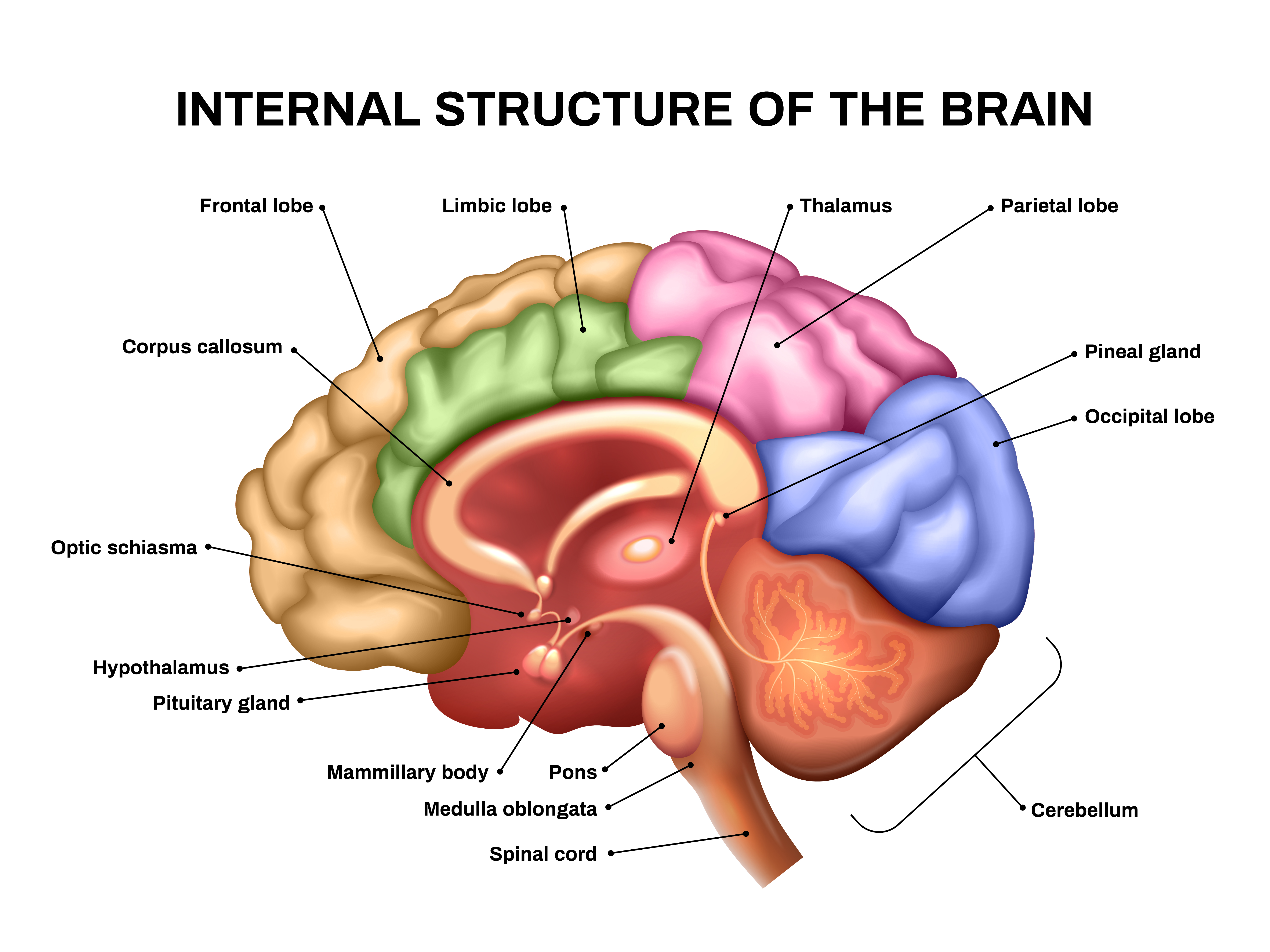 2201.i518.042.F.m005.c7.realistic brain anatomy